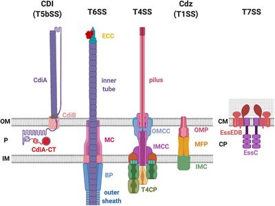 Role of Recipient Susceptibility Factors During Contact-Dependent Interbacterial Competition